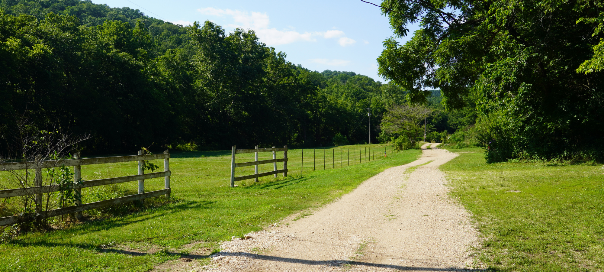 beautiful forest with winding gravel road 